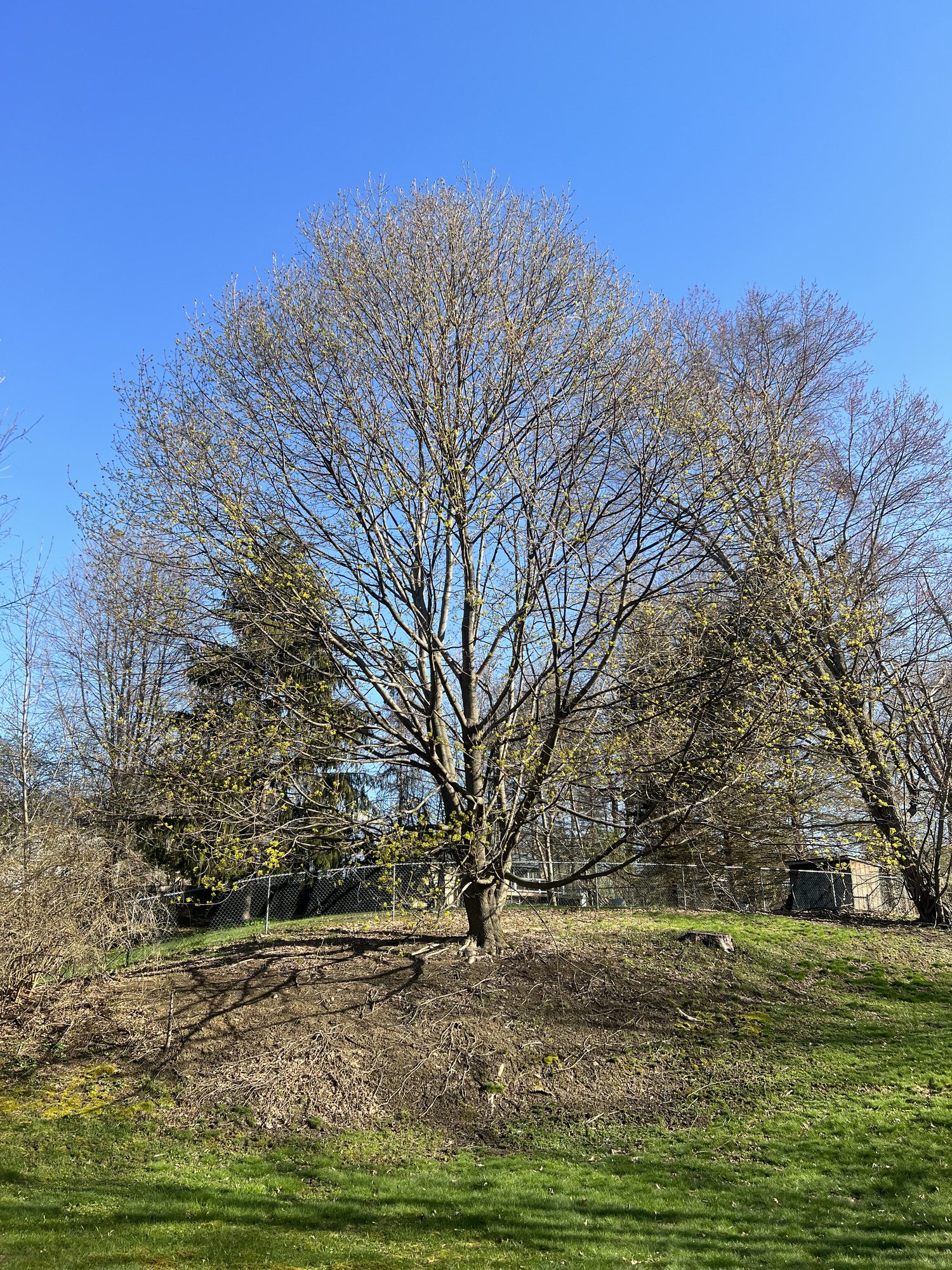 Large bare, leafless tree with a house behind it