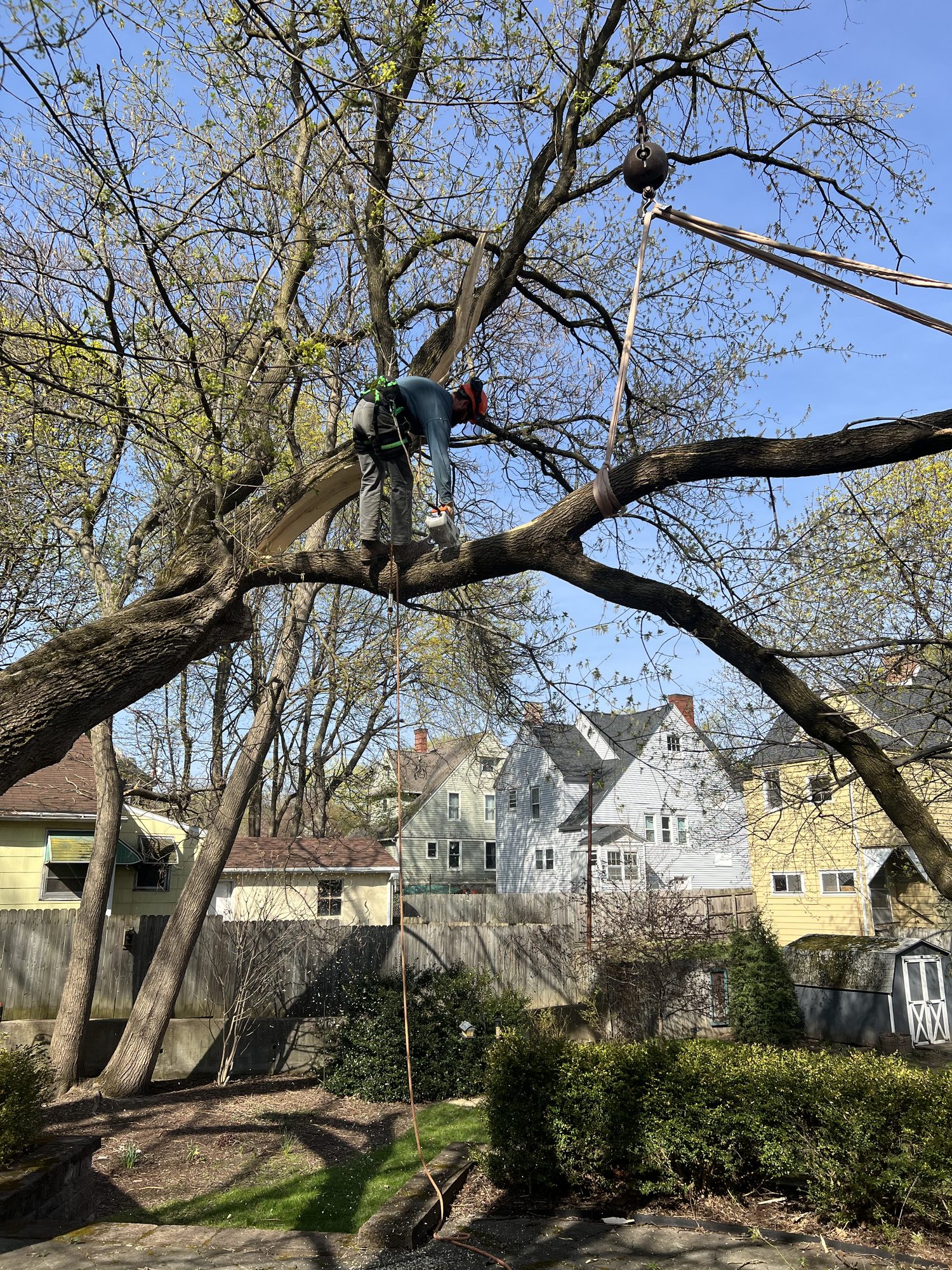 A bucket truck boom raised over a residential neighborhood while trimming a tall tree
