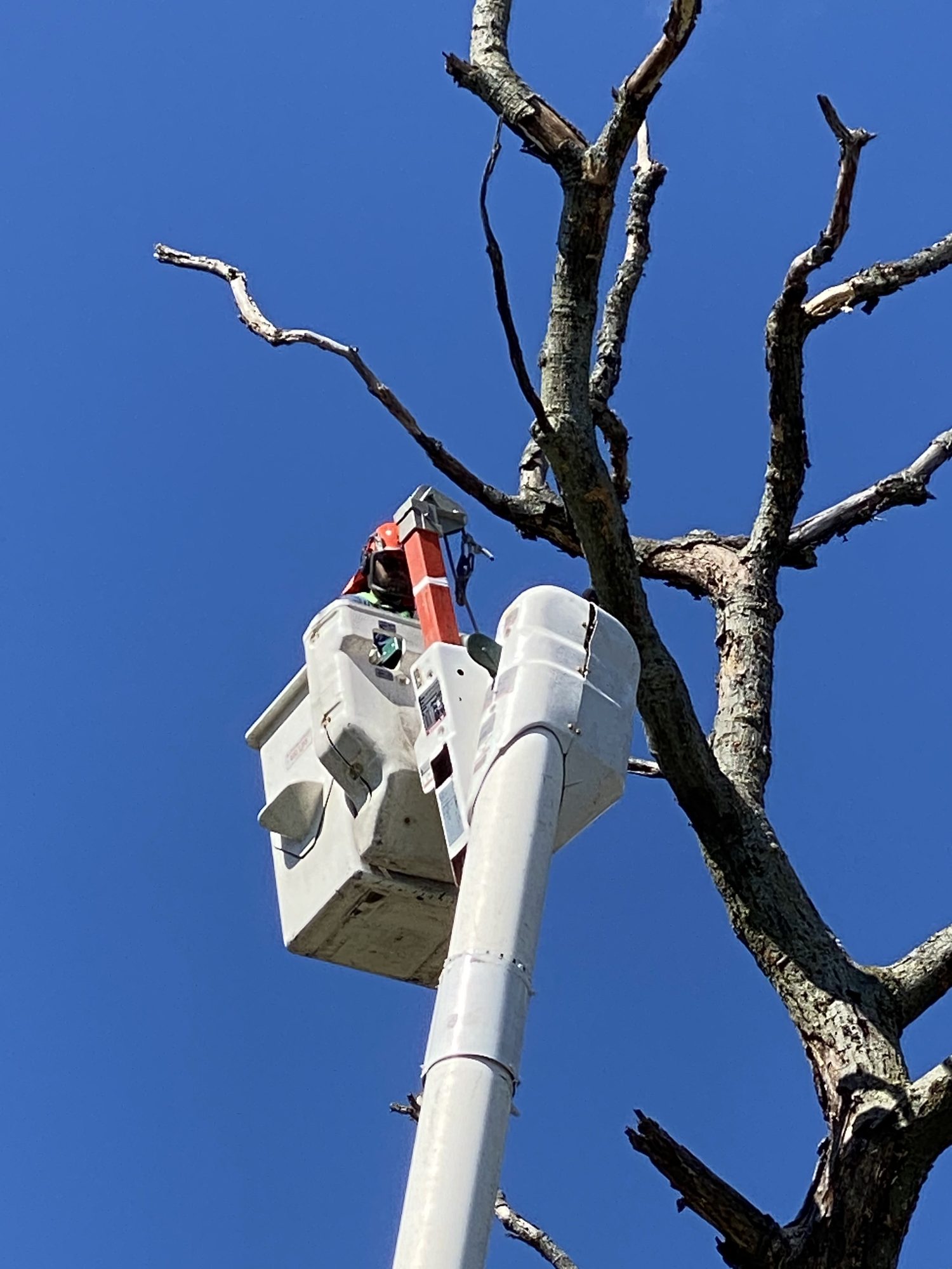 A bucket truck boom working among bare tree branches against a blue sky