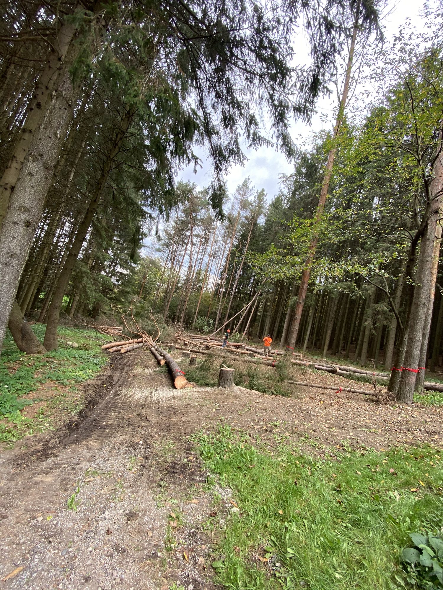 A freshly cleared path with staged logs and a few standing trees