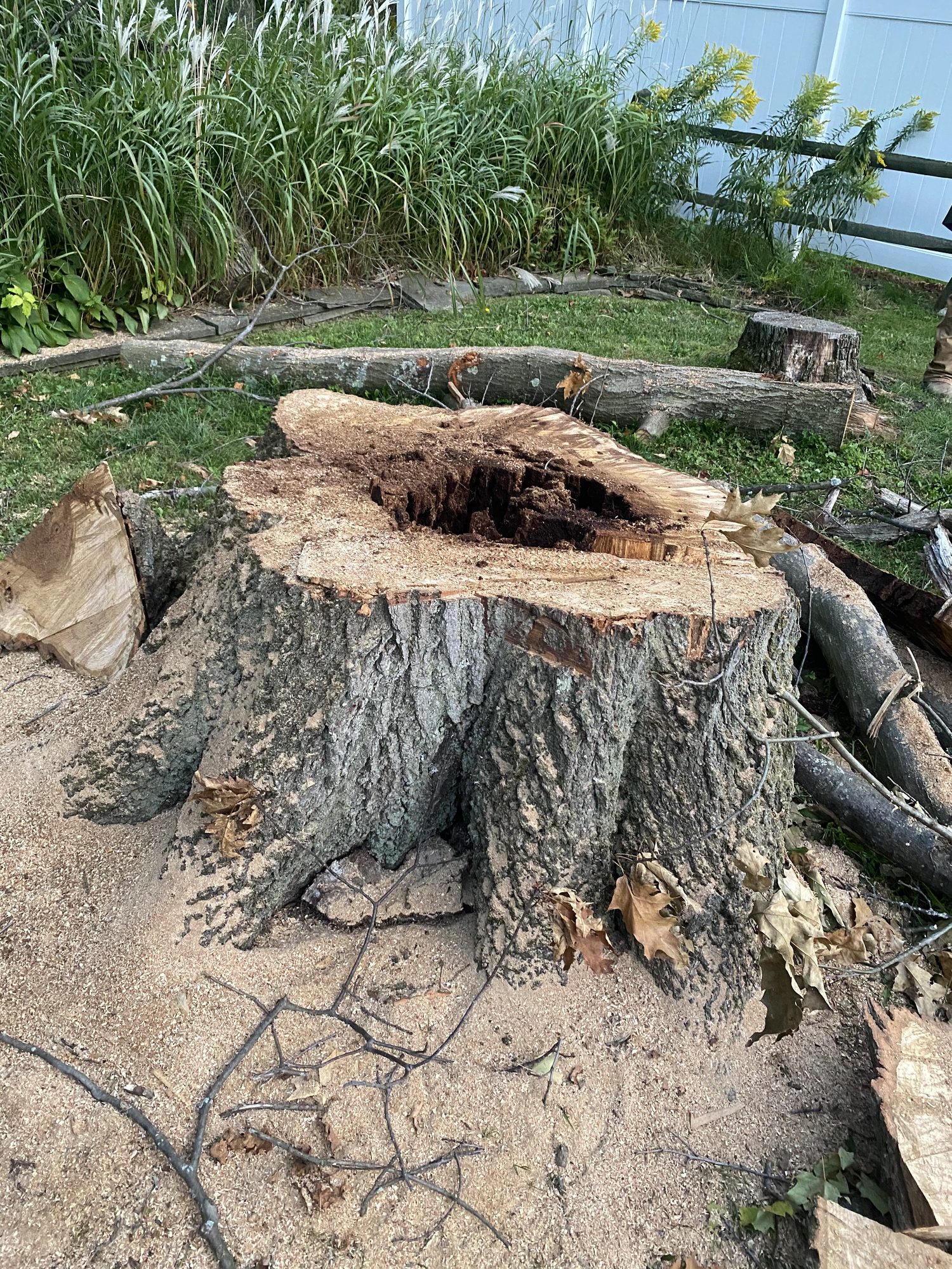 A close-up of a wide, freshly cut tree stump