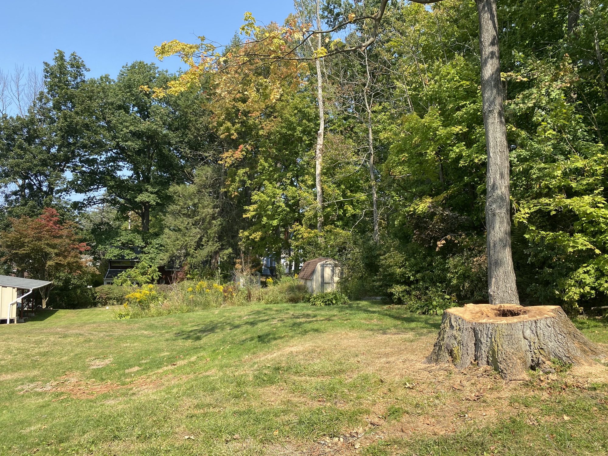 A ground-down tree stump in an autumn yard after grinding