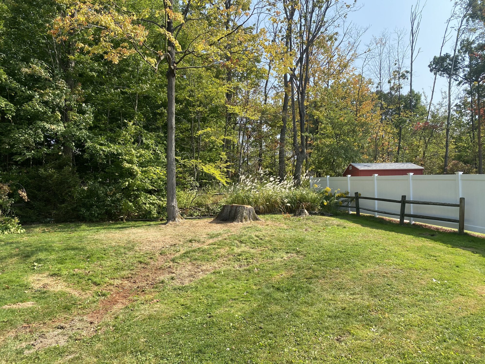 A cleaned-up lawn with a low tree stump