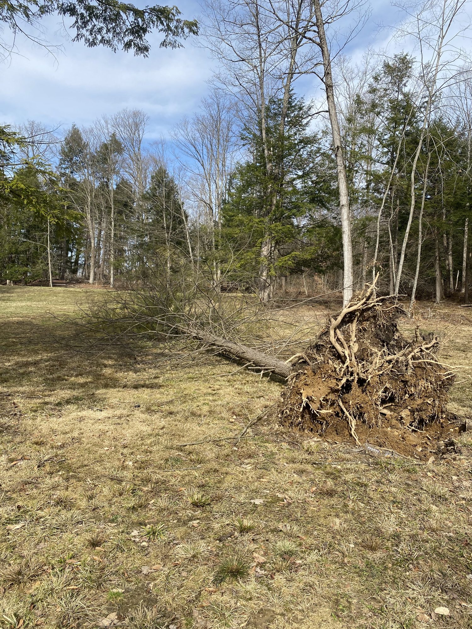 A cleared open field with a pile of cut brush and debris after clearing