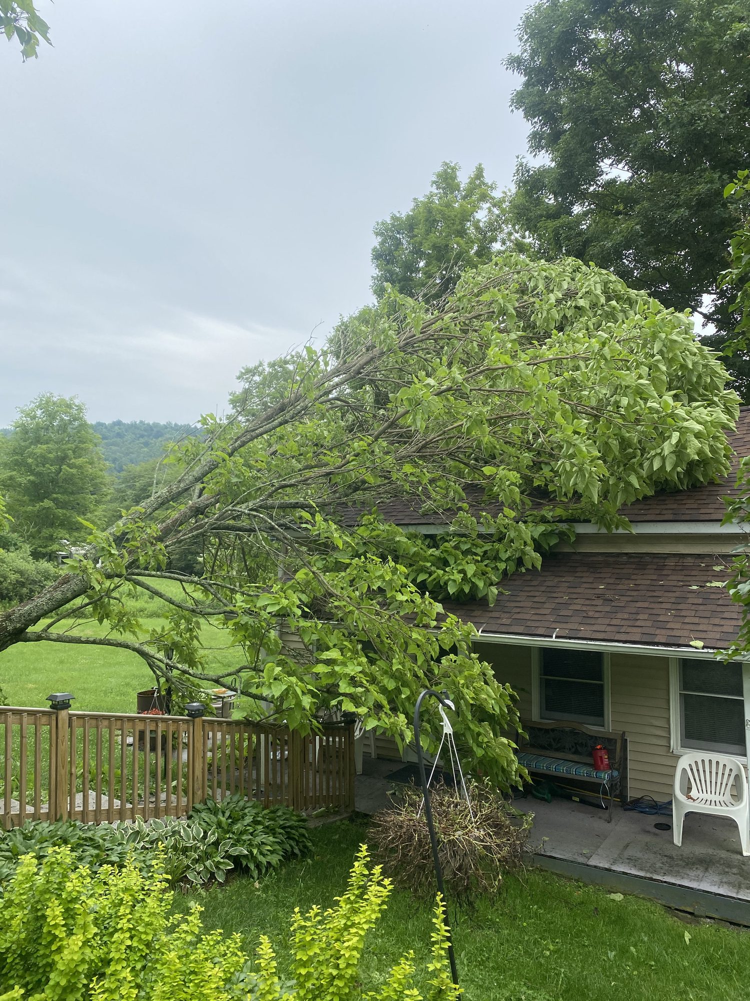 A large fallen tree stretched across a backyard after a storm