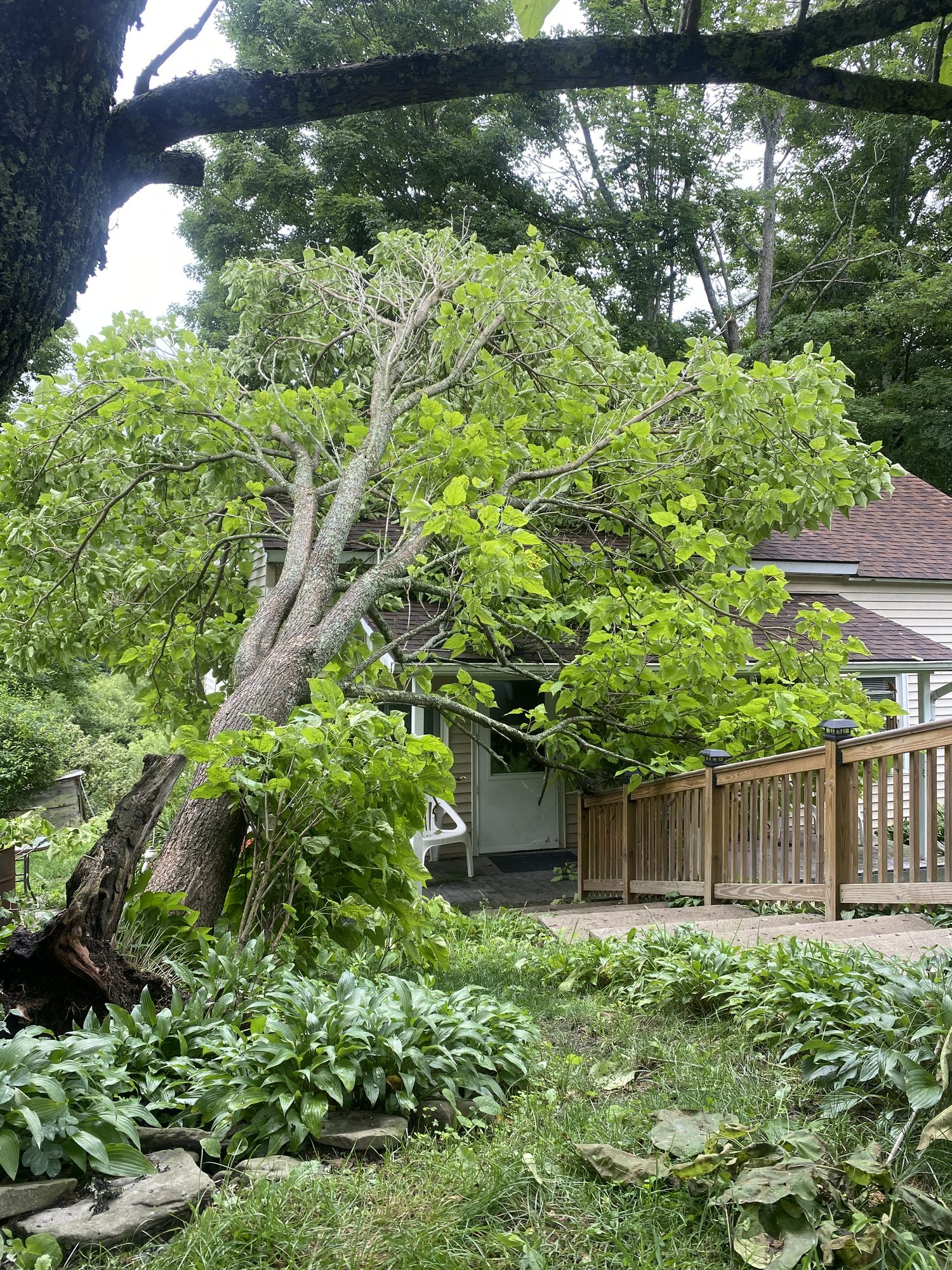 An uprooted tree resting on a home after a storm