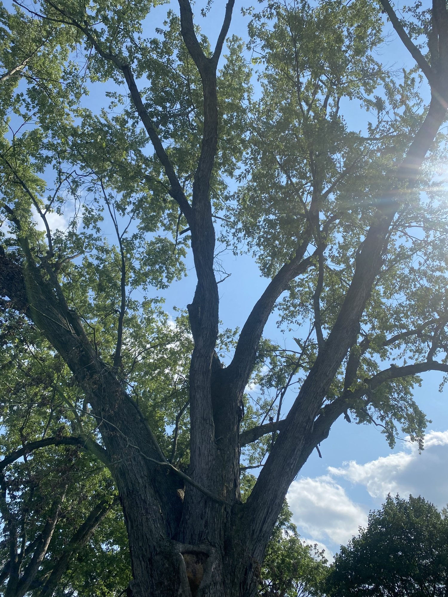 A bare, leafless tree silhouetted against a bright sunburst sky