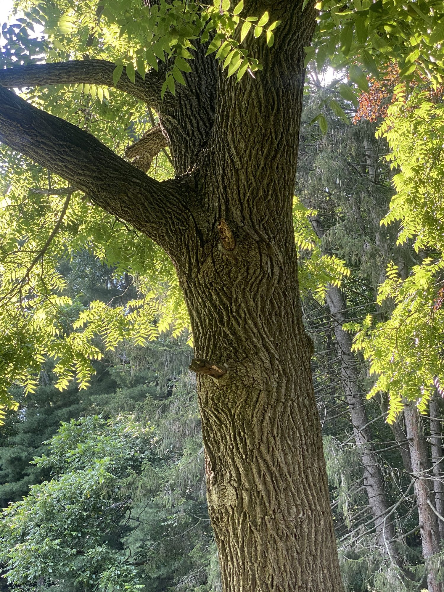 Looking up the trunk of a tall tree into its sunlit canopy