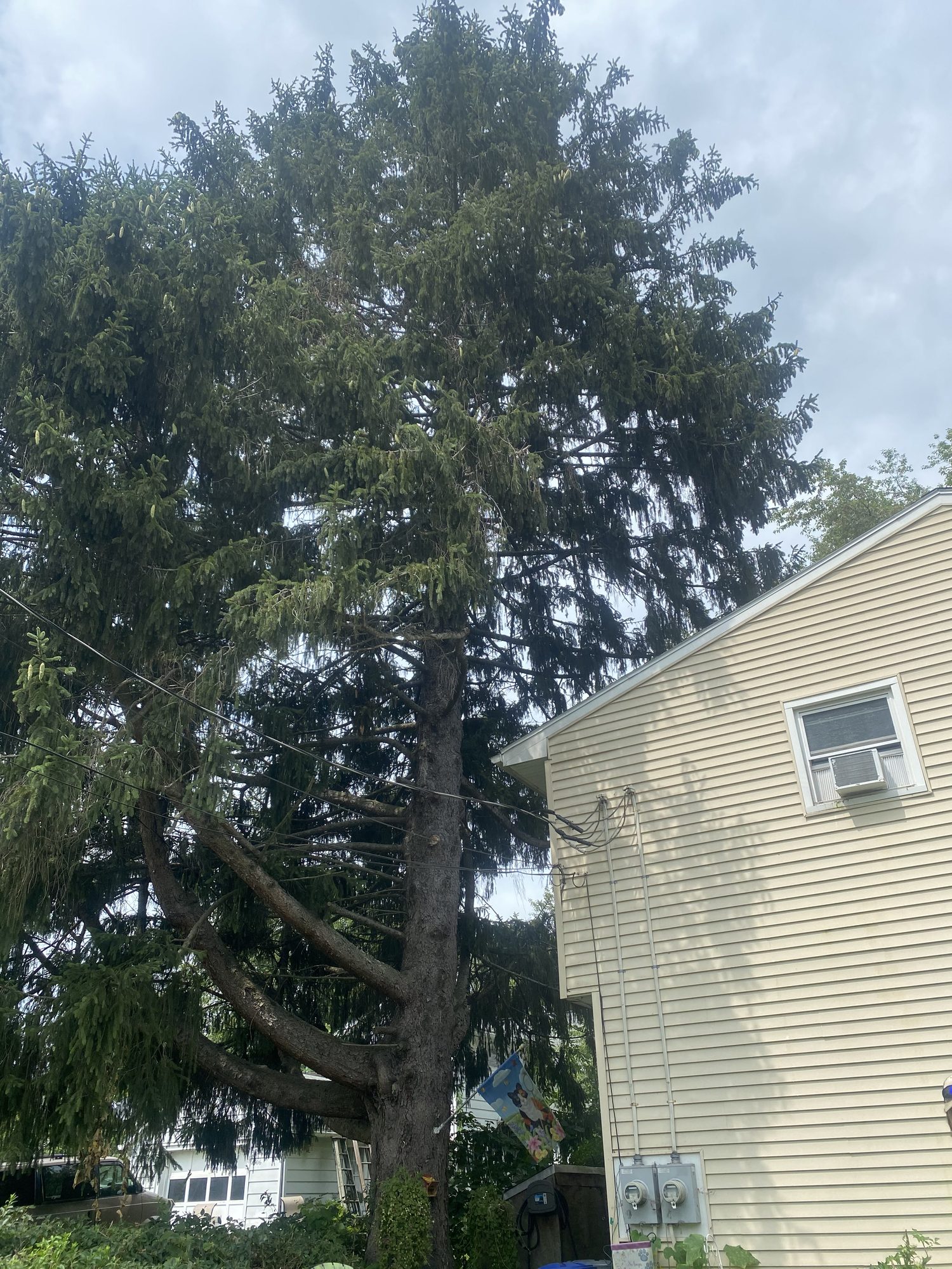 An On the House crew trimming a tall evergreen beside a house