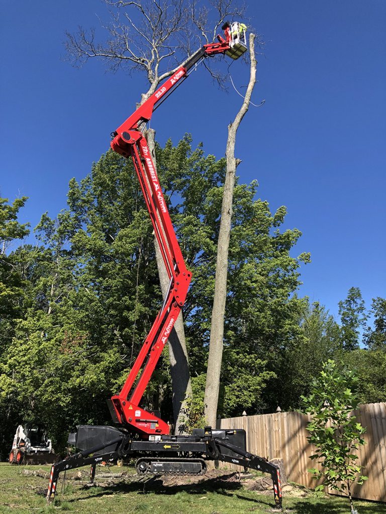 A red spider-lift raised into a tall spar tree during a controlled takedown