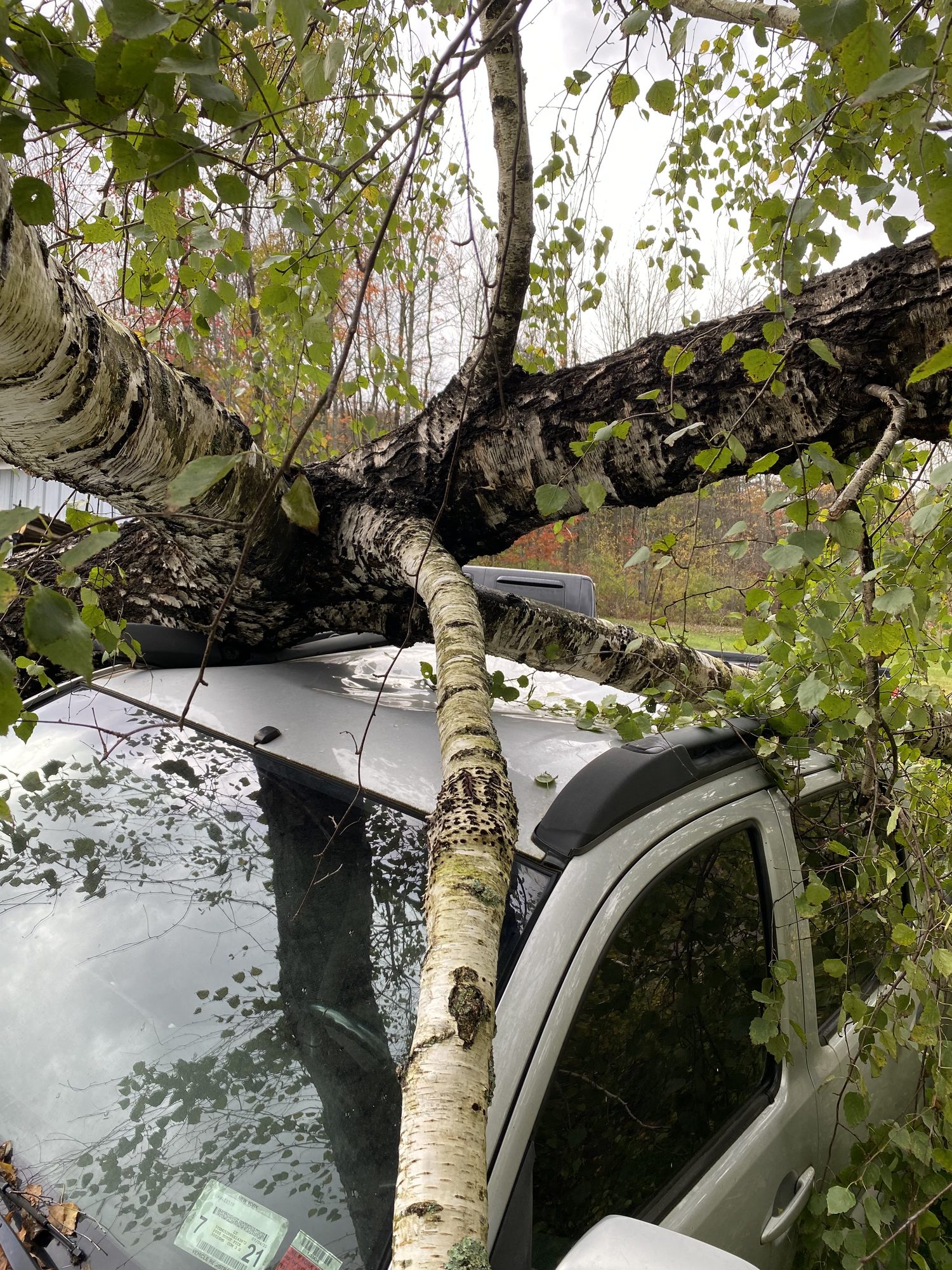 A tree fallen onto a car after a storm