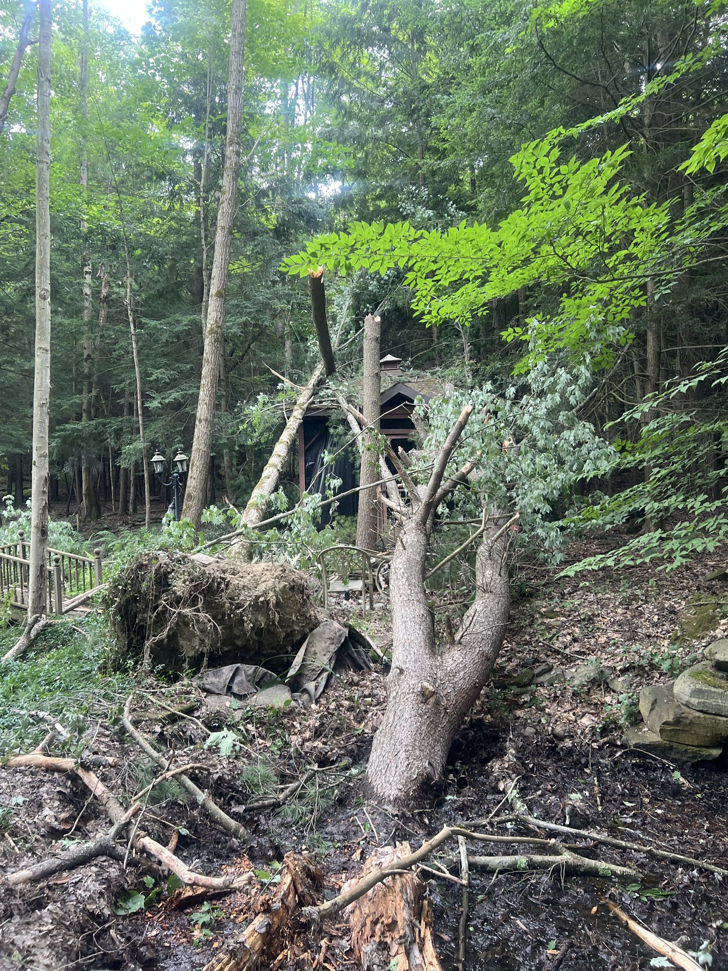 A cleared hillside with a single tree left standing after overgrowth was removed