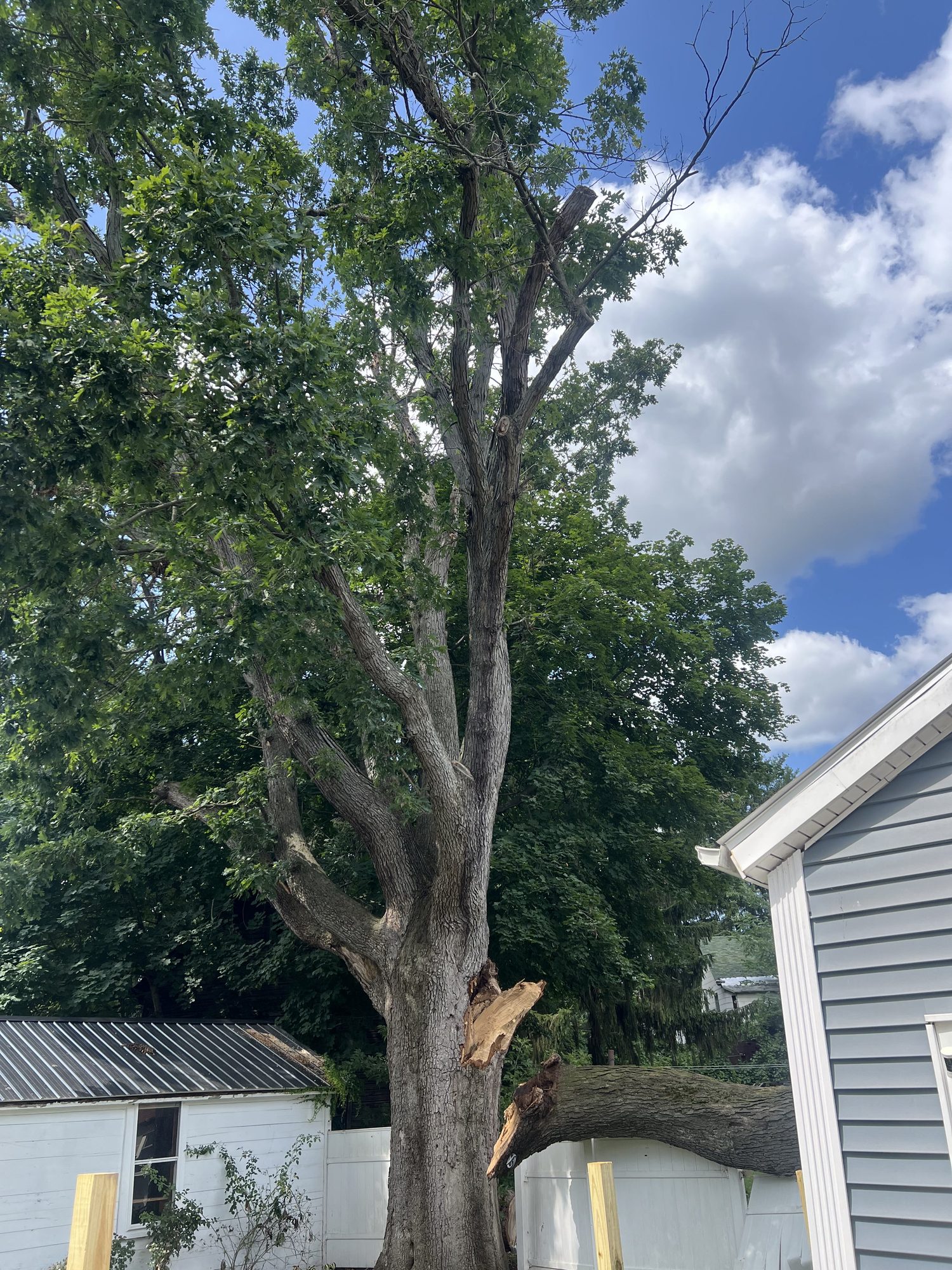 A large mature tree standing right beside a house under a blue sky