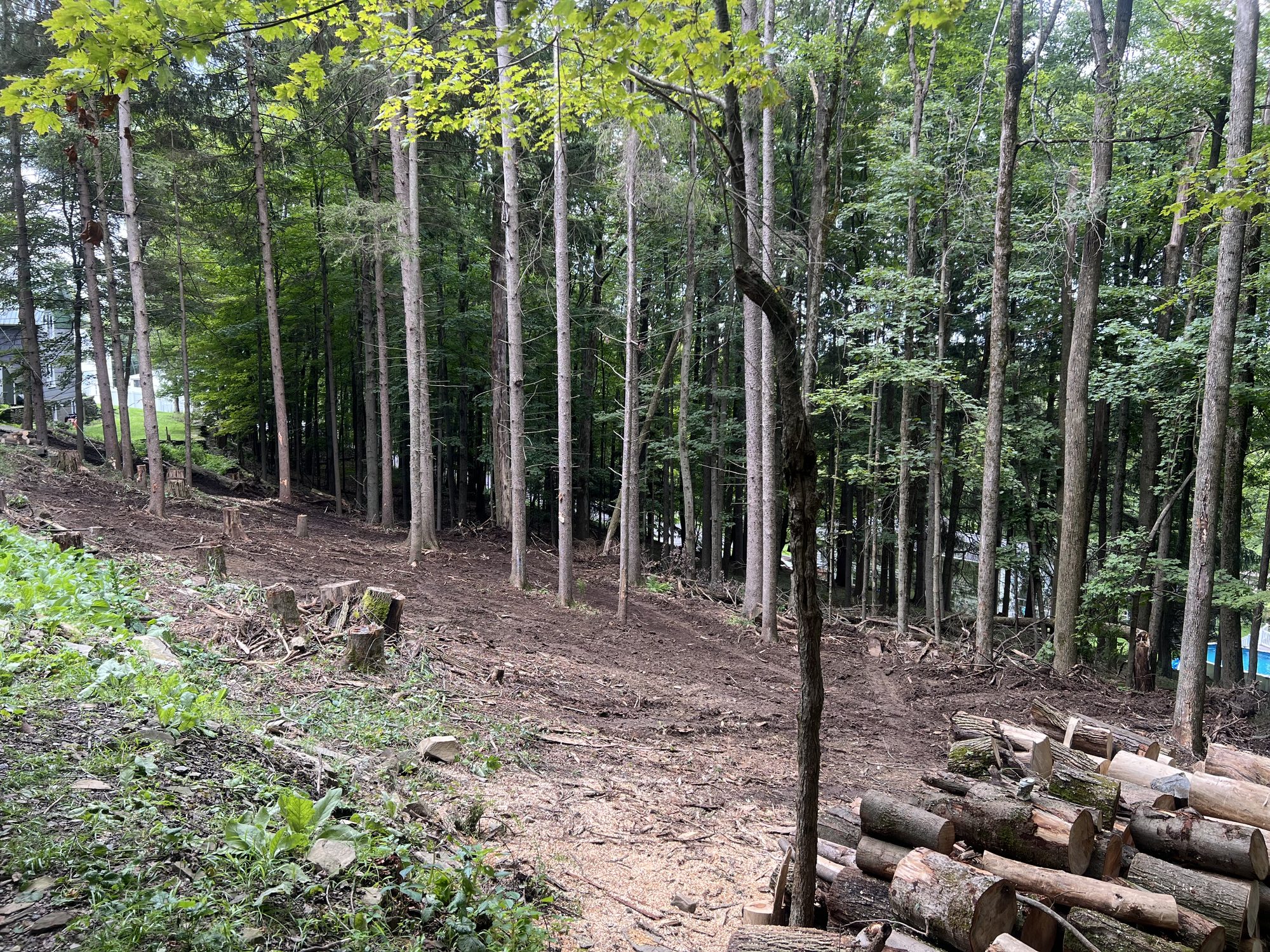 A sloped wooded lot mid-clearing, with cut logs and stumps on opened ground
